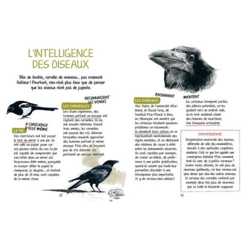 Découvrir les oiseaux de nos jardins - Secrets & Supers pouvoirs Découvrir les oiseaux de nos jardins - Secrets & Supers pouvoirs