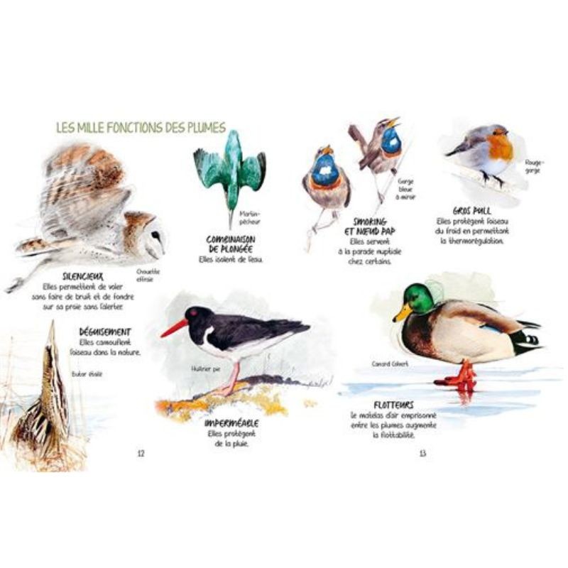 Découvrir les oiseaux de nos jardins - Secrets & Supers pouvoirs Découvrir les oiseaux de nos jardins - Secrets & Supers pouvoirs