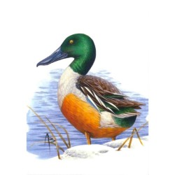 Canard souchet - Carte d'André Buzin