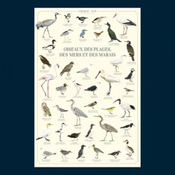 Affiche illustrée - Oiseaux des plages, des mers et des marais