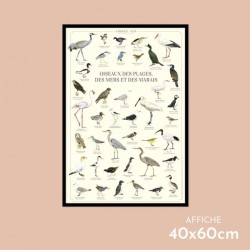 Affiche illustrée - Oiseaux des plages, des mers et des marais