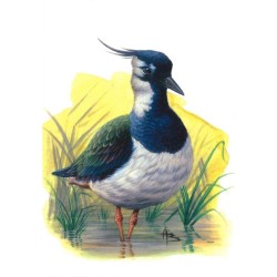 Vanneau huppé - Carte d'André Buzin
