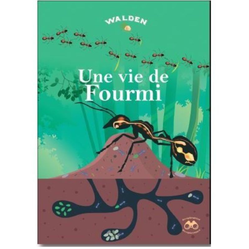 Un travail de Fourmi - Les petits explorateurs