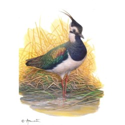 Vanneau huppé - L'acrobate des airs - Carte d'André Buzin