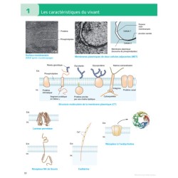 Atlas du vivant - Caractéristiques, évolution, classification - 2ème édition