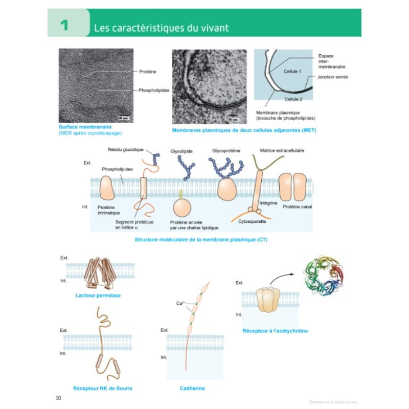 Atlas du vivant - Caractéristiques, évolution, classification - 2ème édition