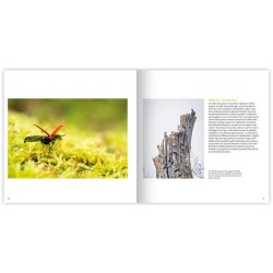 Chronoxyle - Vitrines wallonnes de la forêt vivante Chronoxyle - Vitrines wallonnes de la forêt vivante