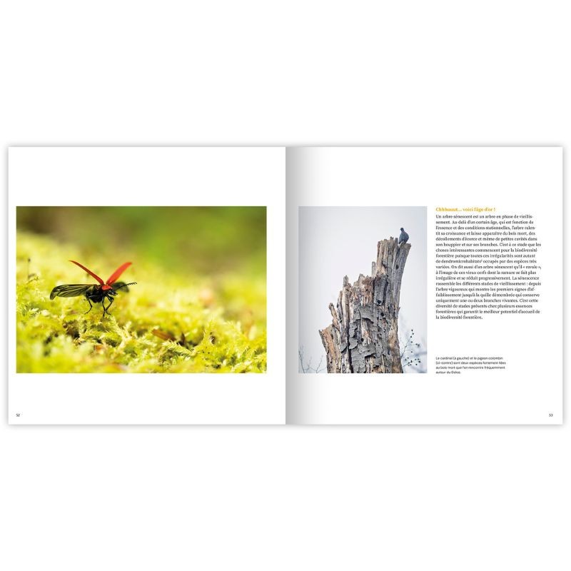 Chronoxyle - Vitrines wallonnes de la forêt vivante Chronoxyle - Vitrines wallonnes de la forêt vivante