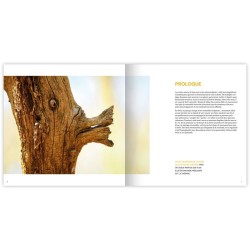 Chronoxyle - Vitrines wallonnes de la forêt vivante Chronoxyle - Vitrines wallonnes de la forêt vivante