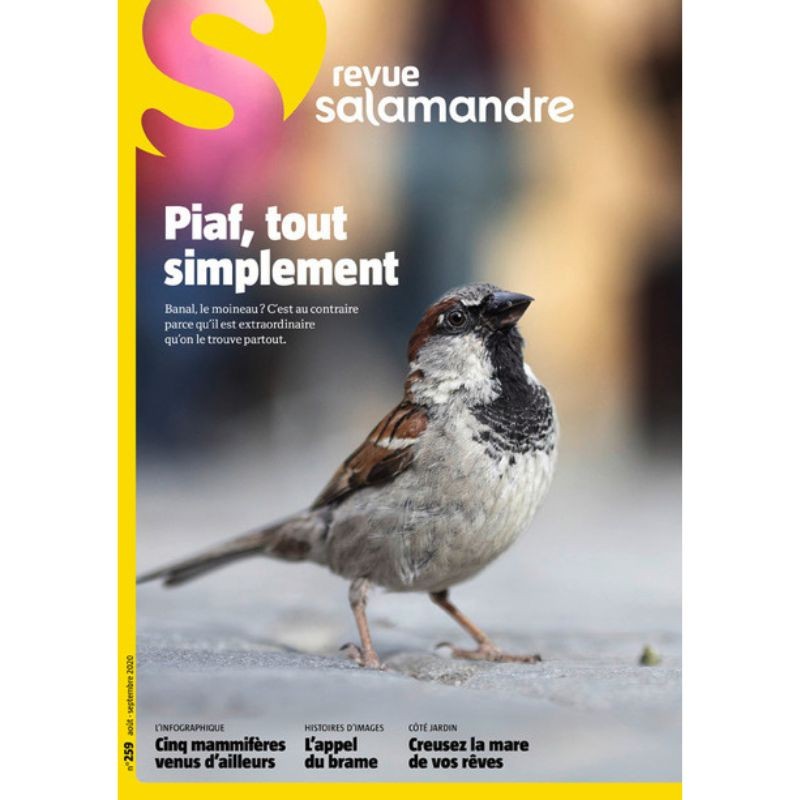 Piaf, tout simplement - Revue La Salamandre N°259