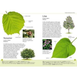 Reconnaître facilement les arbres par leurs feuilles - Photos grandeur nature