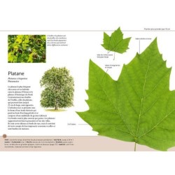 Reconnaître facilement les arbres par leurs feuilles - Photos grandeur nature