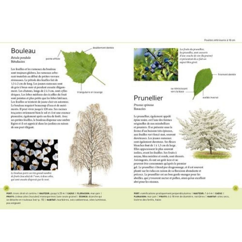 Balade en forêt : Reconnaître un arbre avec ses feuilles — Chilowé