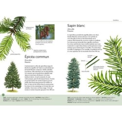 Reconnaître facilement les arbres par leurs feuilles - Photos grandeur nature