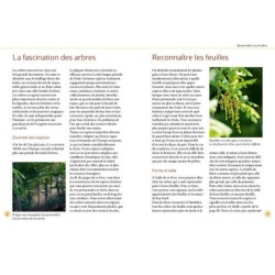 Reconnaître facilement les arbres par leurs feuilles - Photos grandeur nature