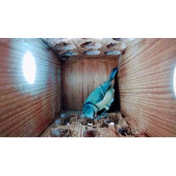 Nichoir Extraordinaire RTBF/LRBPO avec panneau solaire intégré - Cheap T'Chip - Bois