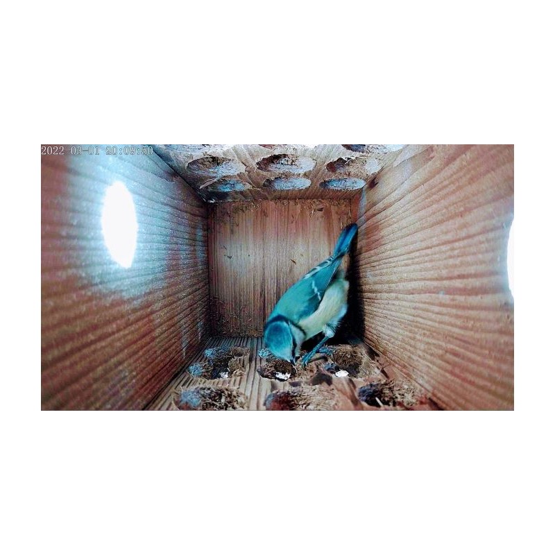 Nichoir Extraordinaire RTBF/LRBPO avec panneau solaire intégré - Cheap T'Chip - Bois