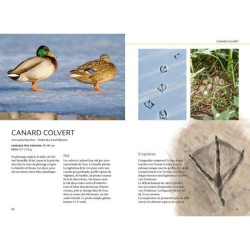 Reconnaître facilement les traces d'animaux - Traces grande nature Reconnaître facilement les traces d'animaux - Traces grande nature