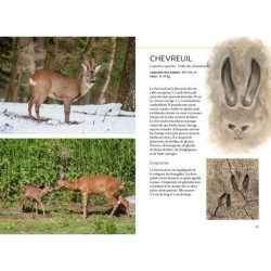 Reconnaître facilement les traces d'animaux - Traces grande nature Reconnaître facilement les traces d'animaux - Traces grande nature