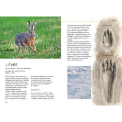Reconnaître facilement les traces d'animaux - Traces grande nature Reconnaître facilement les traces d'animaux - Traces grande nature