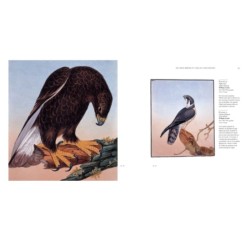 Oiseaux Oiseaux