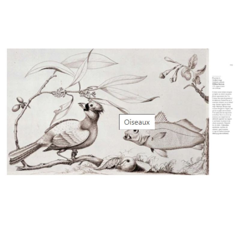 Oiseaux Oiseaux