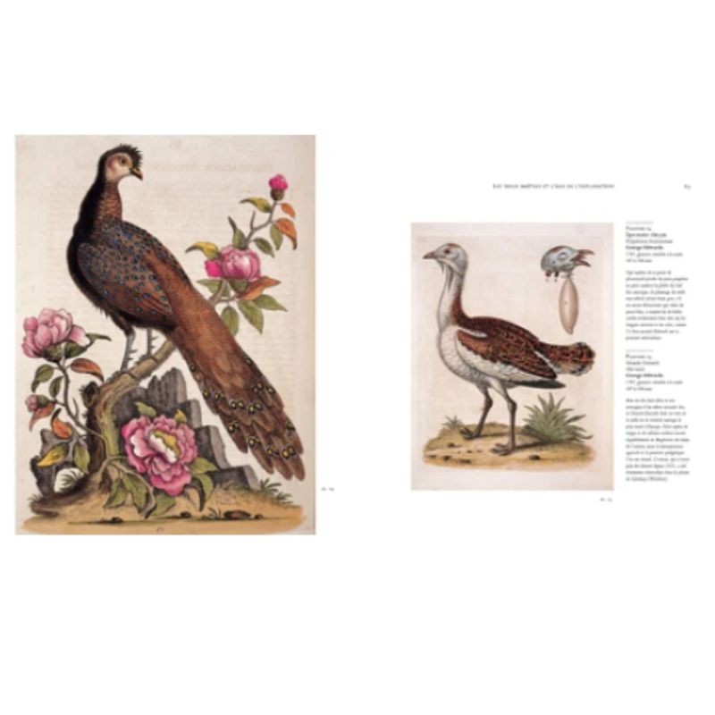 Oiseaux Oiseaux
