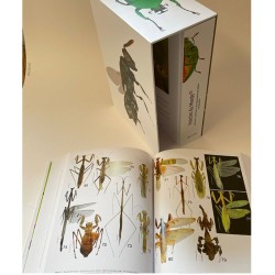 Insectes du Monde Nouvelle édition - Biodiversité - Classification - Clés de détermination des familles Insectes du Monde Nouvelle édition - Biodiversité - Classification - Clés de détermination des familles