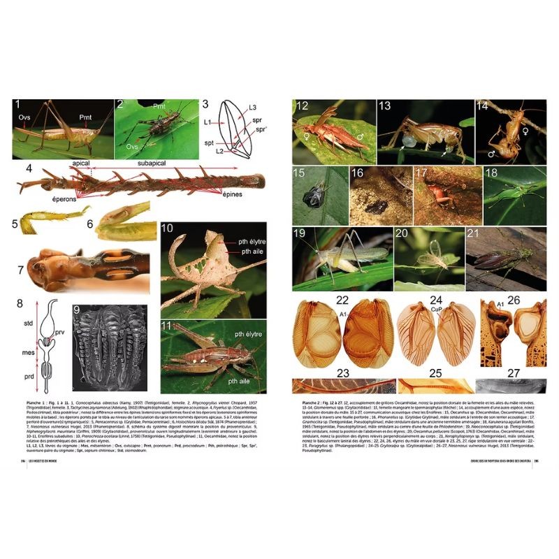 Insectes du Monde Nouvelle édition - Biodiversité - Classification - Clés de détermination des familles Insectes du Monde Nouvelle édition - Biodiversité - Classification - Clés de détermination des familles