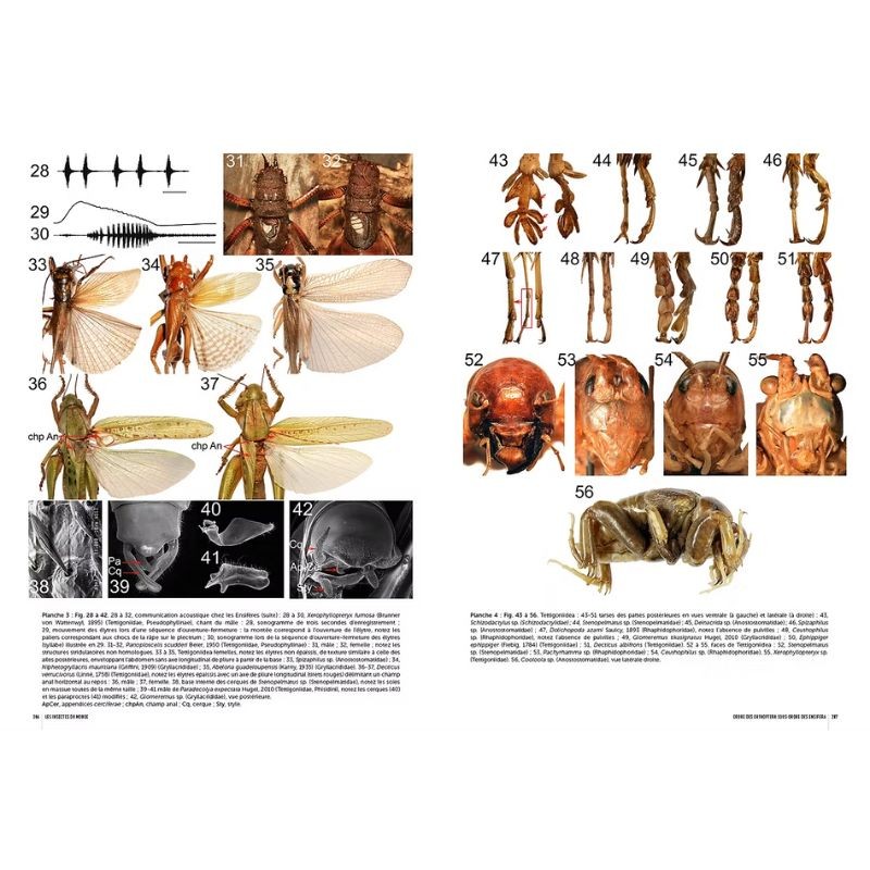 Insectes du Monde Nouvelle édition - Biodiversité - Classification - Clés de détermination des familles Insectes du Monde Nouvelle édition - Biodiversité - Classification - Clés de détermination des familles