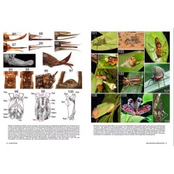 Insectes du Monde Nouvelle édition - Biodiversité - Classification - Clés de détermination des familles Insectes du Monde Nouvelle édition - Biodiversité - Classification - Clés de détermination des familles