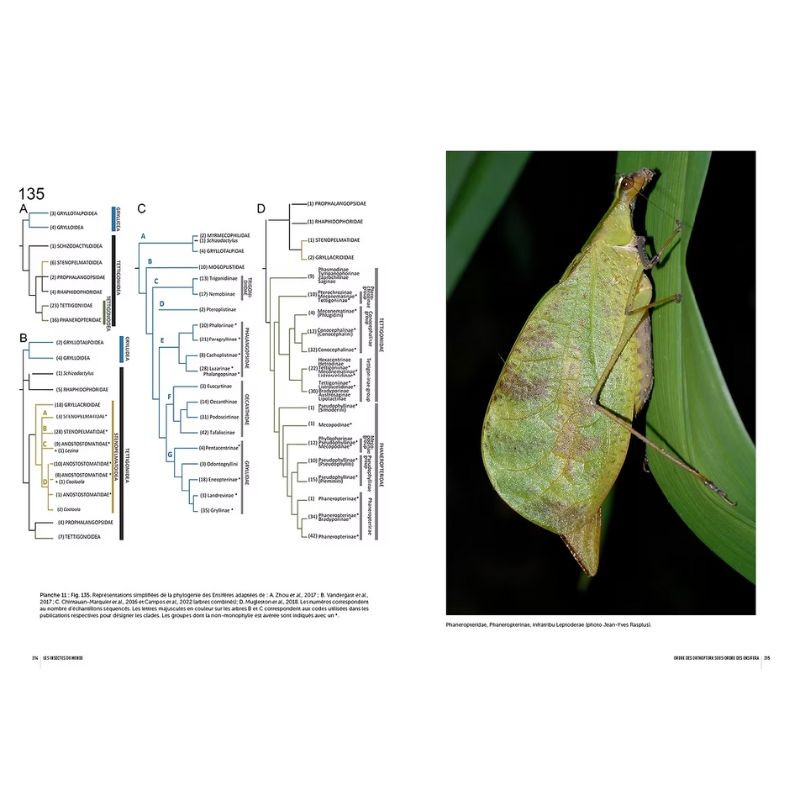 Insectes du Monde Nouvelle édition - Biodiversité - Classification - Clés de détermination des familles Insectes du Monde Nouvelle édition - Biodiversité - Classification - Clés de détermination des familles
