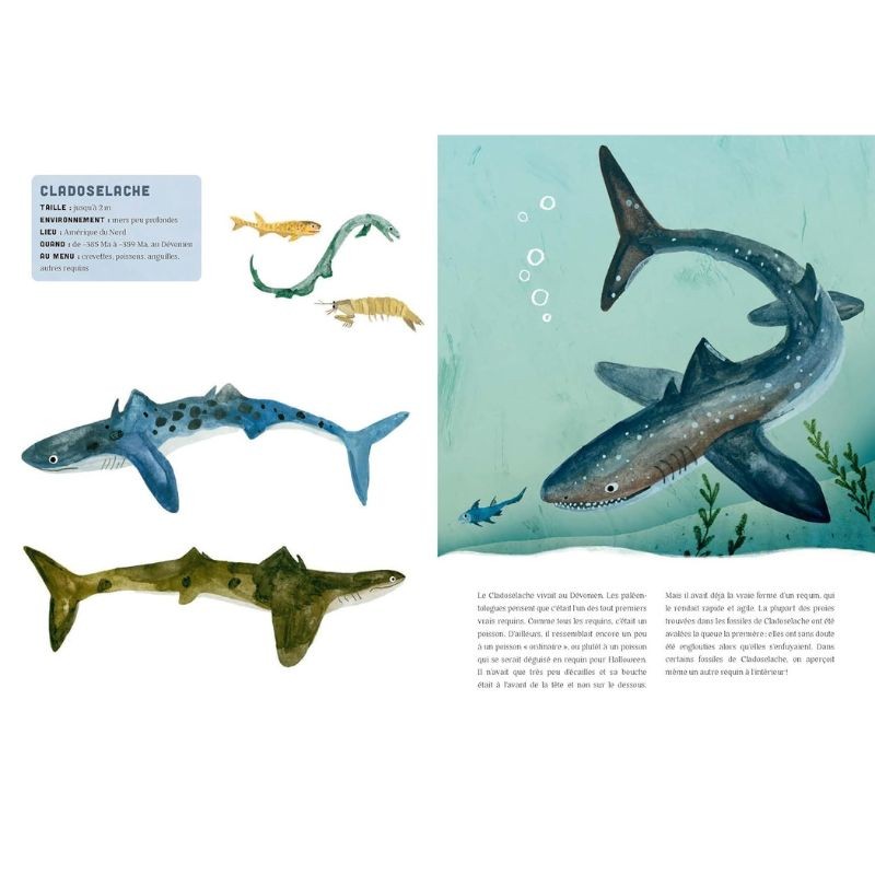 Requins - Une histoire mordante Requins - Une histoire mordante