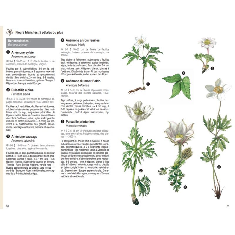 Les plantes par la couleur - Fleurs, graminées, arbres et arbustes - Nouvelle Edition Les plantes par la couleur - Fleurs, graminées, arbres et arbustes - Nouvelle Edition