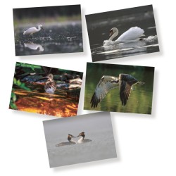5 cartes de correspondance - Série 3 (photos)