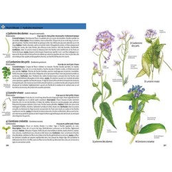 Quelle est cette plante ? Fleurs sauvages, graminées, arbres et arbustes - Les reconnaître par la couleur