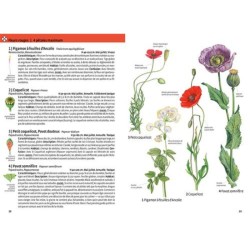 Quelle est cette plante ? Fleurs sauvages, graminées, arbres et arbustes - Les reconnaître par la couleur