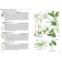 Quelle est cette plante ? Fleurs sauvages, graminées, arbres et arbustes - Les reconnaître par la couleur
