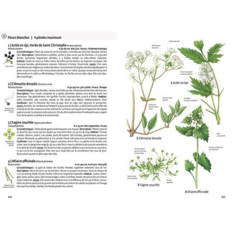 Quelle est cette plante ? Fleurs sauvages, graminées, arbres et arbustes - Les reconnaître par la couleur