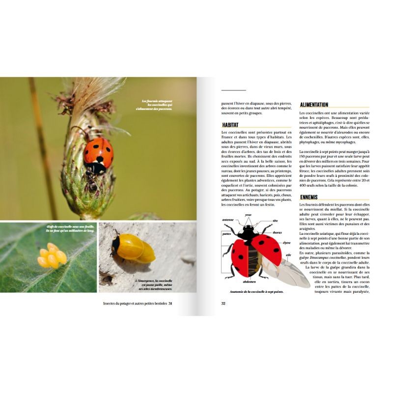 A la rencontre des insectes du potager - Et autres petites bestioles