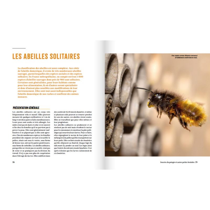 A la rencontre des insectes du potager - Et autres petites bestioles