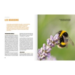 A la rencontre des insectes du potager - Et autres petites bestioles