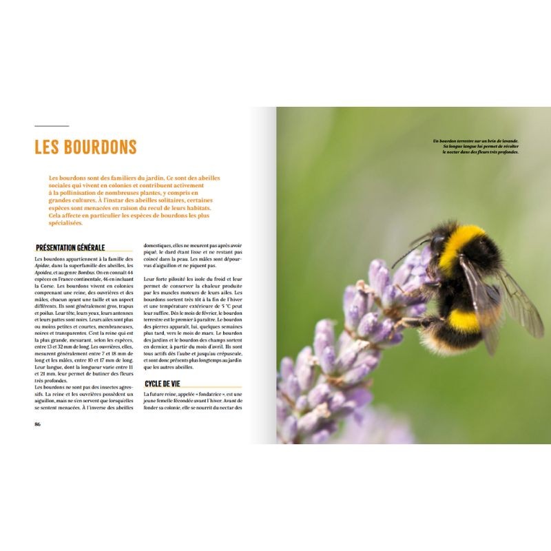 A la rencontre des insectes du potager - Et autres petites bestioles