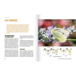 A la rencontre des insectes du potager - Et autres petites bestioles