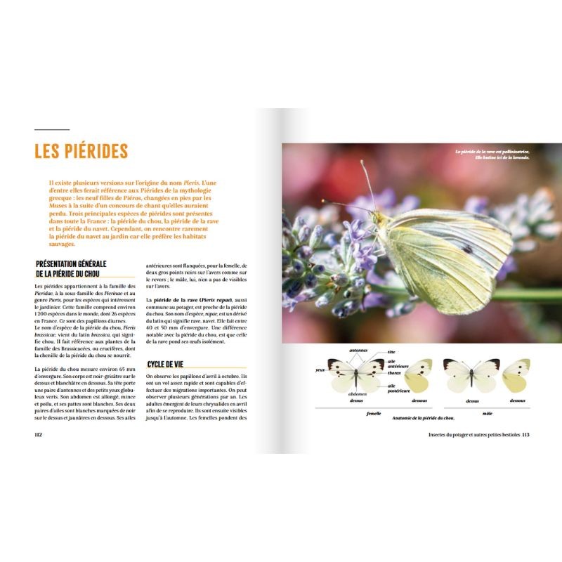 A la rencontre des insectes du potager - Et autres petites bestioles