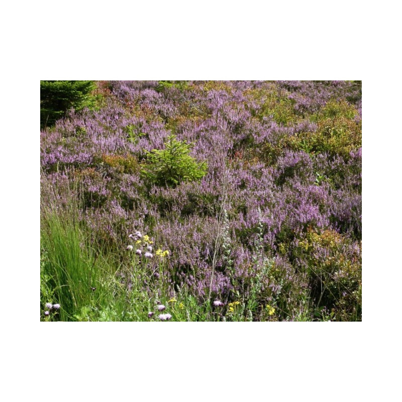 GRP 573 - Tour de la vallée de la Vesdre et des Hautes Fagnes