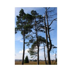 GRP 573 - Tour de la vallée de la Vesdre et des Hautes Fagnes