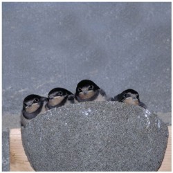 Nichoir pour hirondelles rustiques "Méridia" - Bois/Béton de bois