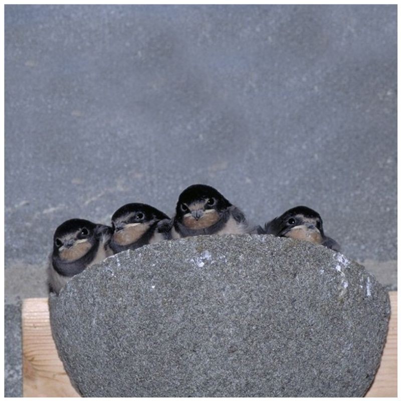 Nichoir pour hirondelles rustiques "Méridia" - Bois/Béton de bois