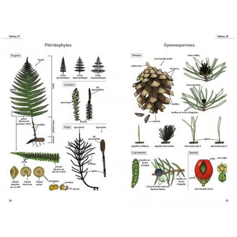 Le glossaire illustré pour la botanique de terrain Le glossaire illustré pour la botanique de terrain